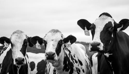 Fotografía En Escala De Grises De Tres Vacas