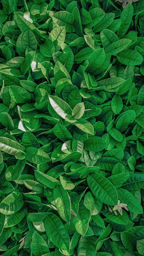 Close-Up View of Green Leaves