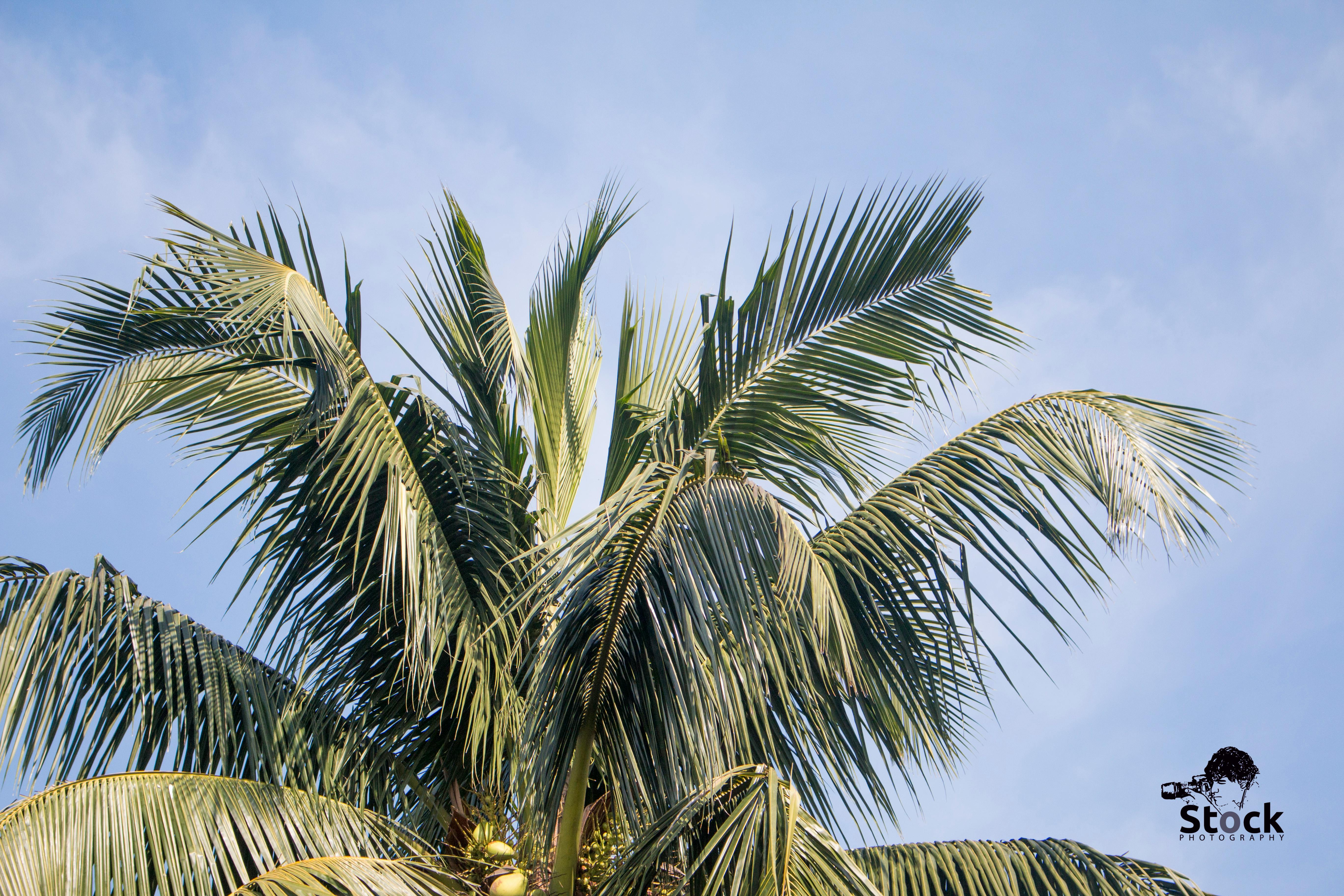 Free stock photo of coconut, coconut leaf, coconut tree