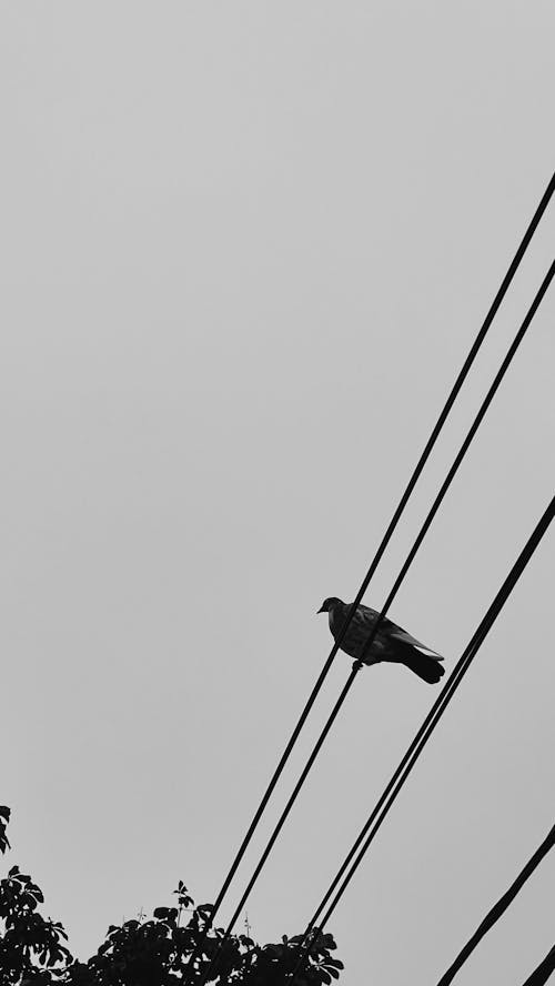 Free Grayscale of a Bird Perched on a Cable Wire Stock Photo