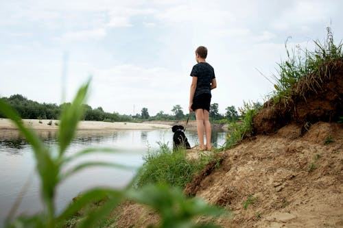 Gratis stockfoto met beest, hond, honden