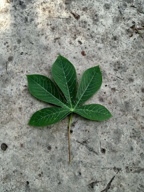 Free Green Leaf on Concrete Floor Stock Photo