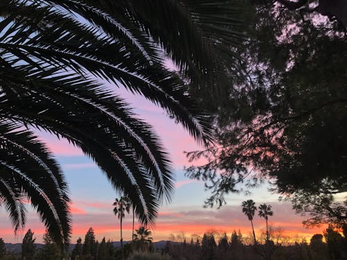 Gratis arkivbilde med california, palmetrær, vakker solnedgang