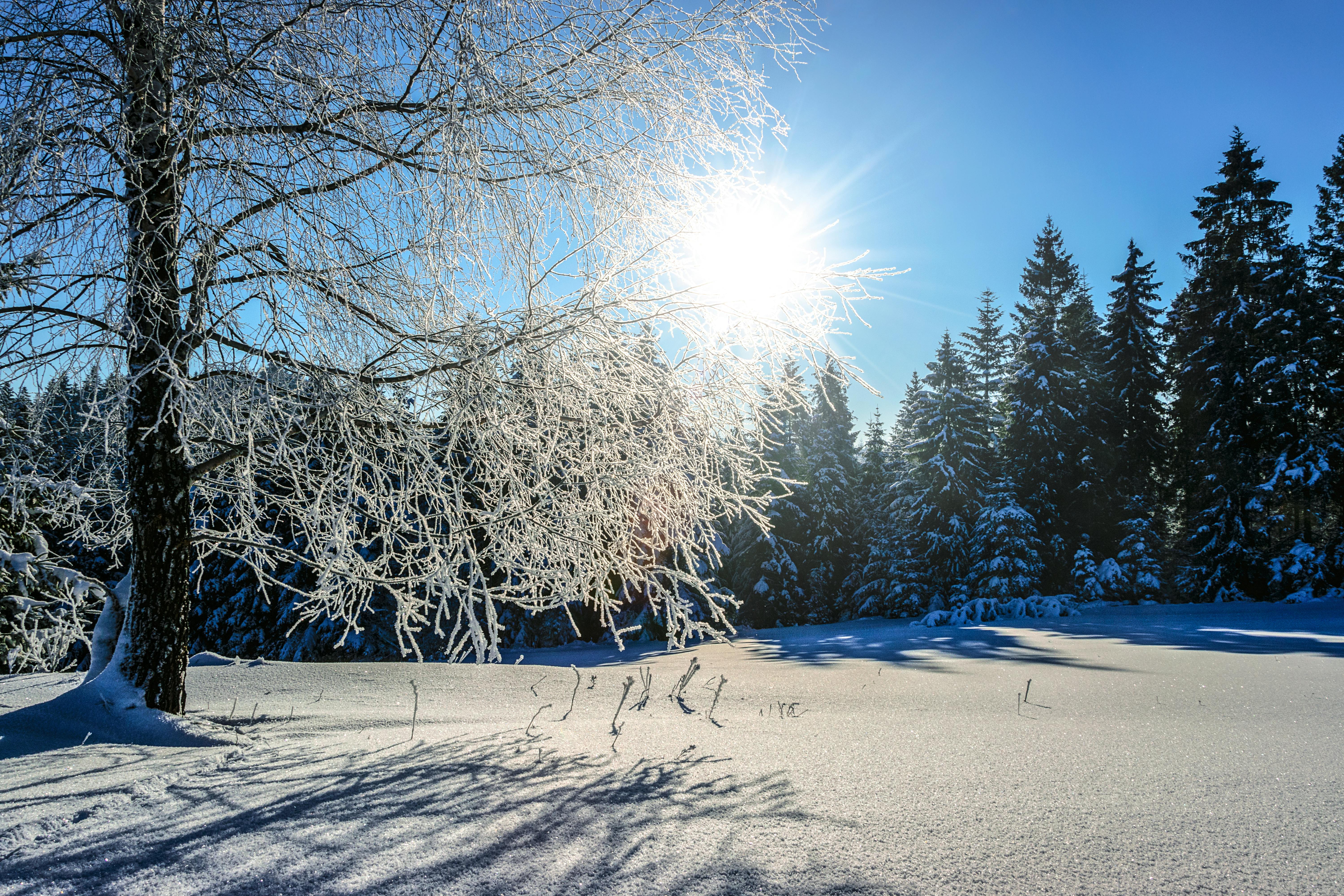 pretty winter scenery