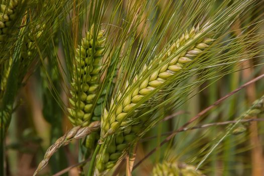 Detailed view of green wheat ears growing in a field, highlighting agricultural bounty.