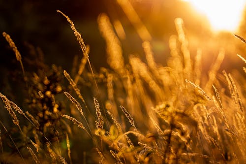 Close-Up Shot of Wheat