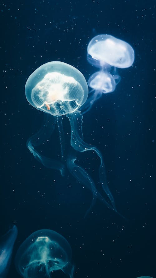 クラゲ, 動物の写真, 垂直ショットの無料の写真素材