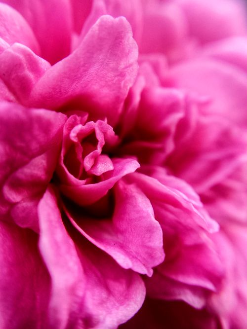 Free Stunning macro shot of vibrant pink rose petals showcasing intricate textures and softness. Stock Photo