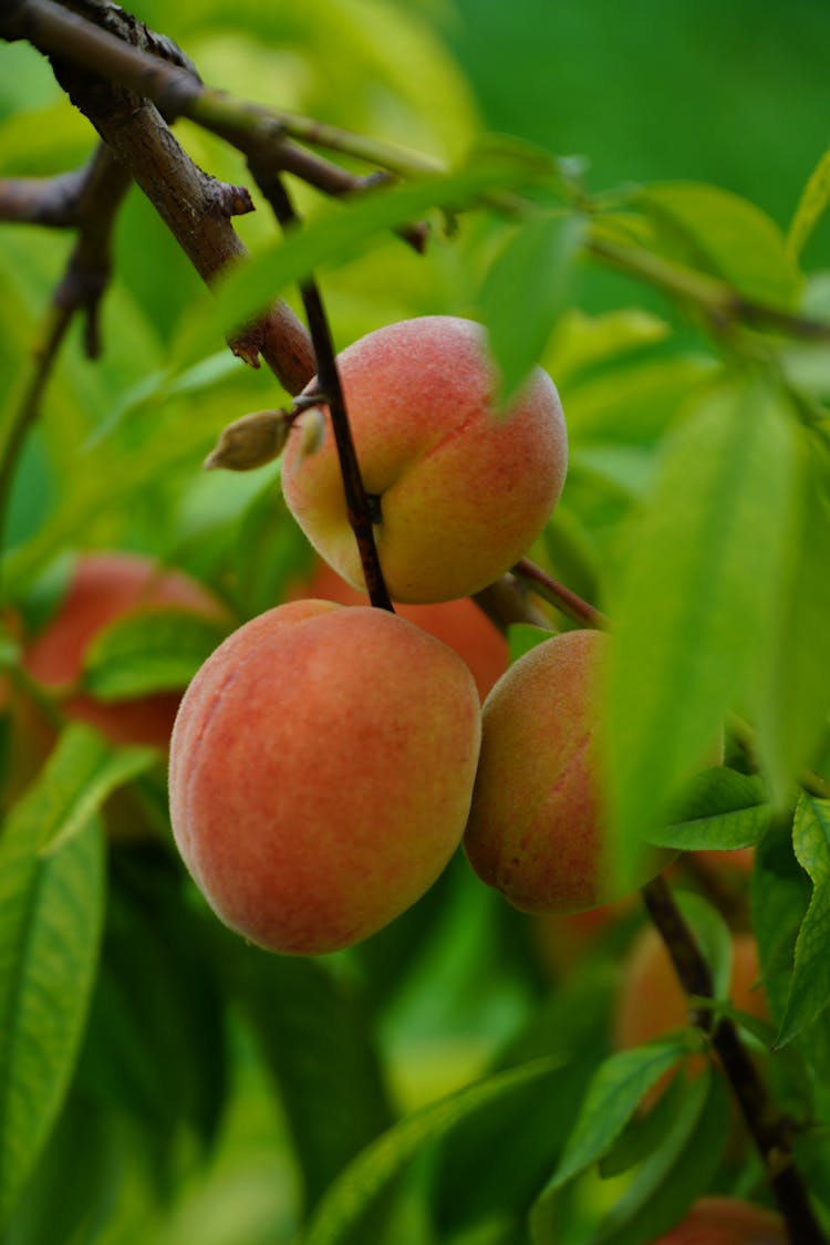 Close-up Of Peaches On A Tree