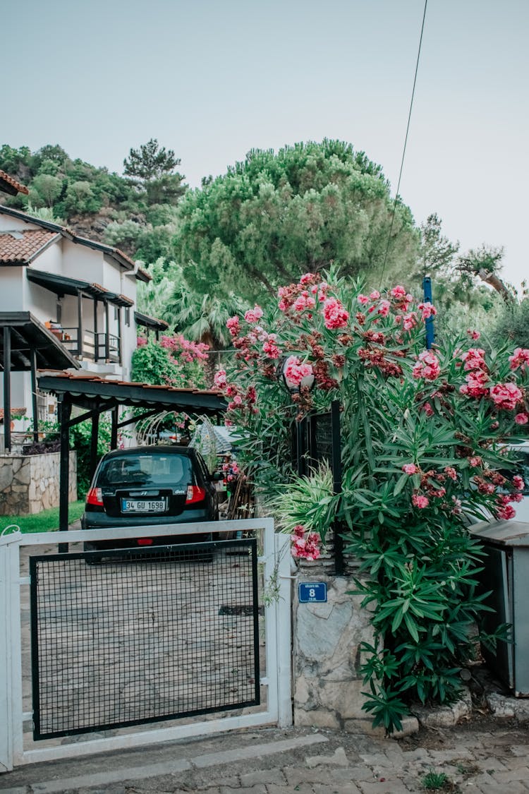 Oleander Plant In Blossom At A Gate 