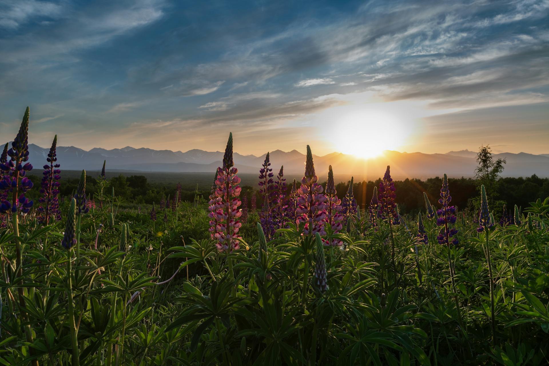 Flower Field Backlit by the Sun