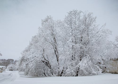 Snow Covered Trees over a Gloomy Sky