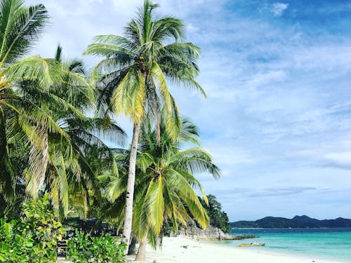 Безкоштовне стокове фото на тему «берег моря, кокосові пальми, мальовничий» стокове фото