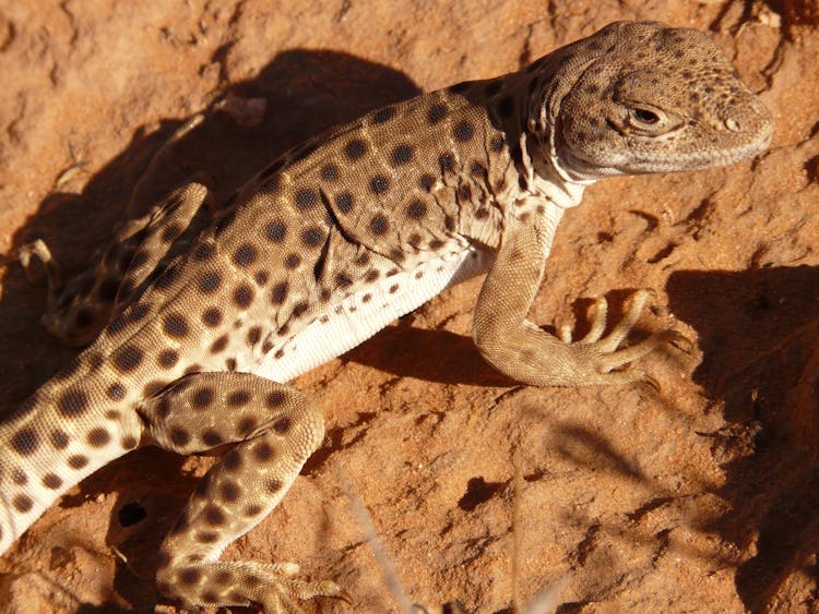 Brown And White Lizard Standing On Brown Surface