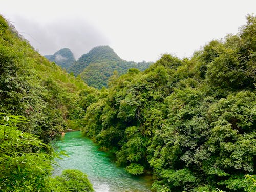 A Flowing River Between the Green Trees