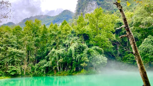 Foto profissional grátis de árvores, cênico, clima tropical