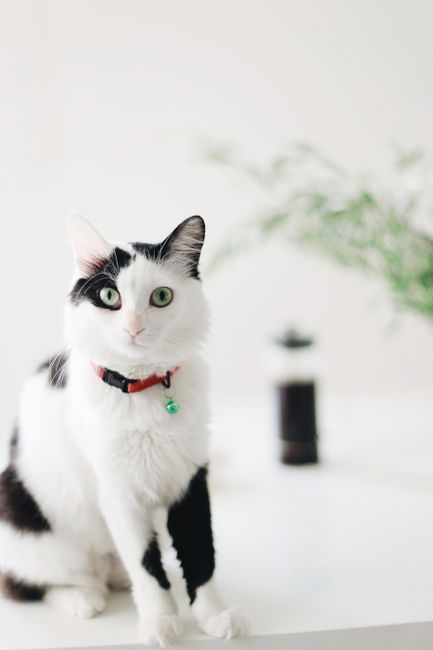 Adorable black and white cat sitting indoors, looking curious.