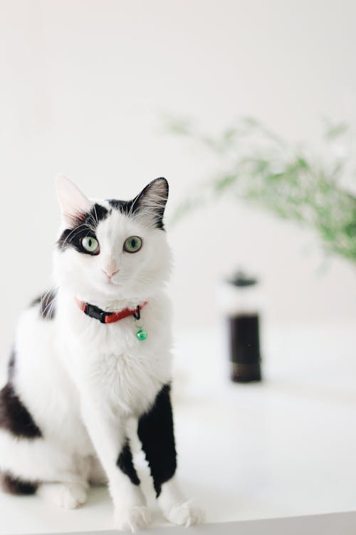 Free Black and White Cat in Green and White Shirt Stock Photo