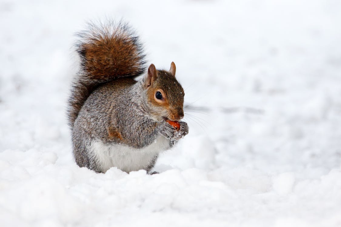 ฟรี คลังภาพถ่ายฟรี ของ กระรอก, การถ่ายภาพสัตว์, พื้นหลังหิมะ คลังภาพถ่าย