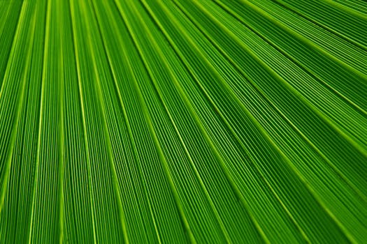 这张宏观照片清晰展现了树叶鲜艳的绿色和复杂的线条