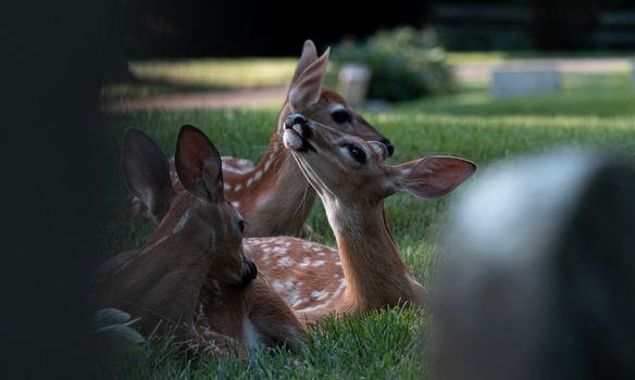 Deer Yearlings in the Grass