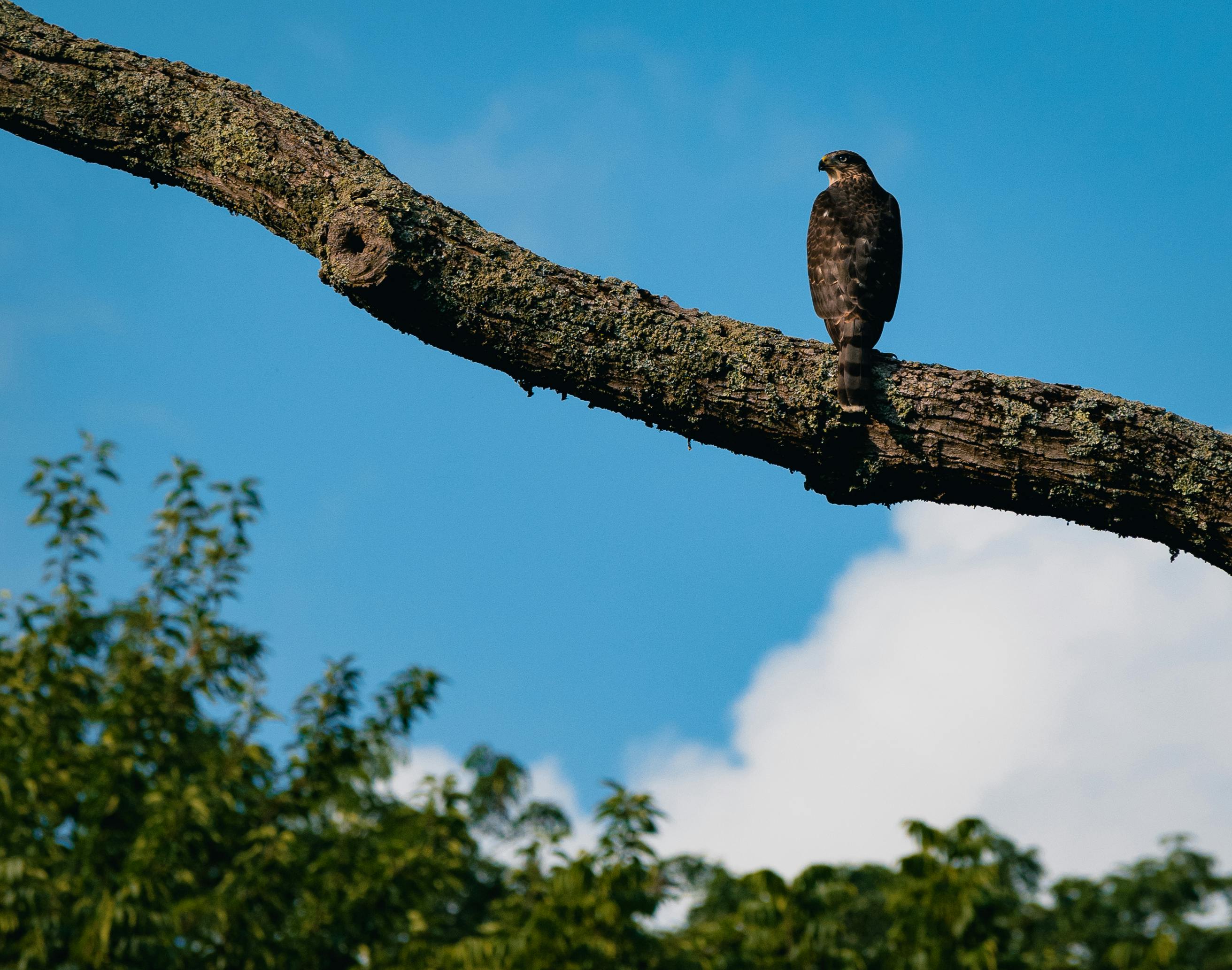 A blue and white bird sitting on top of a tree branch photo – Free Grey  Image on Unsplash