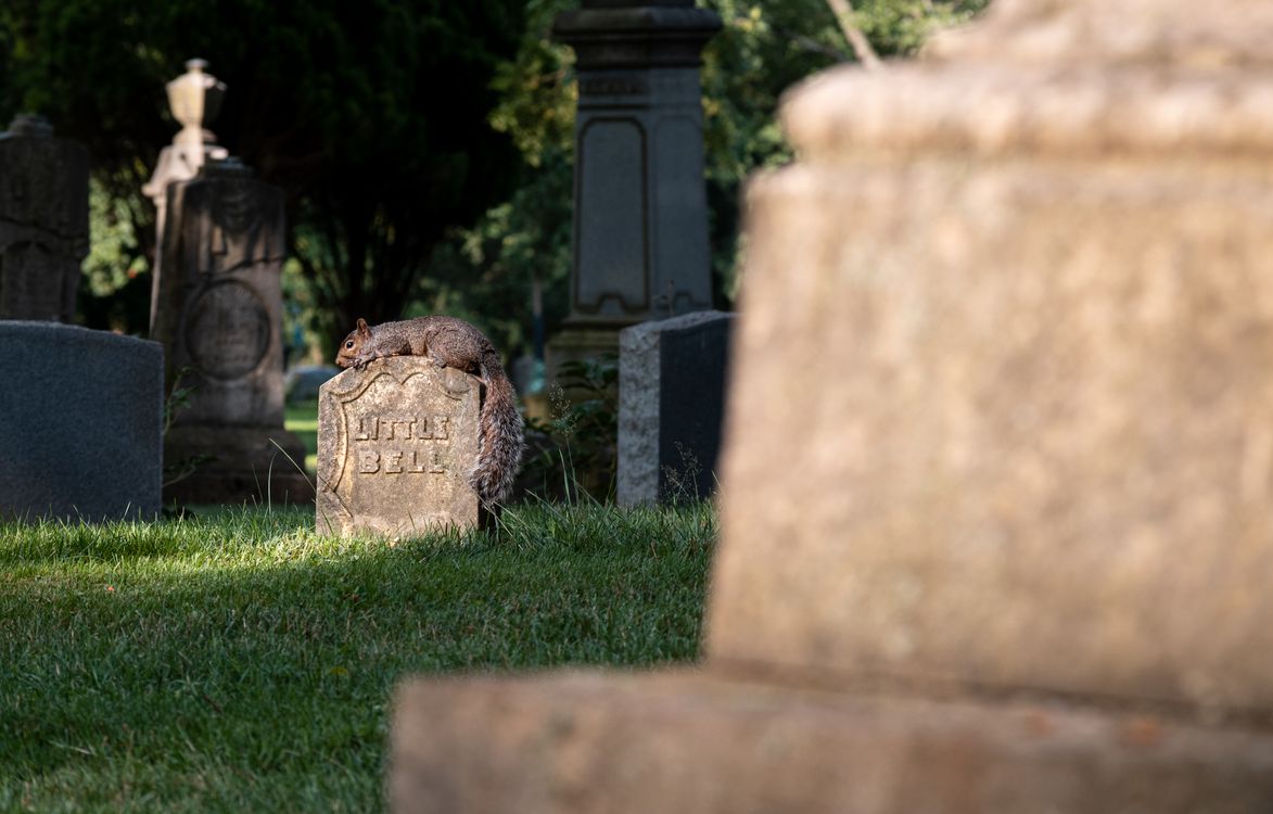 Headstone Rip Squirrel A Squirrel on a Tombstone · Free Stock Photo