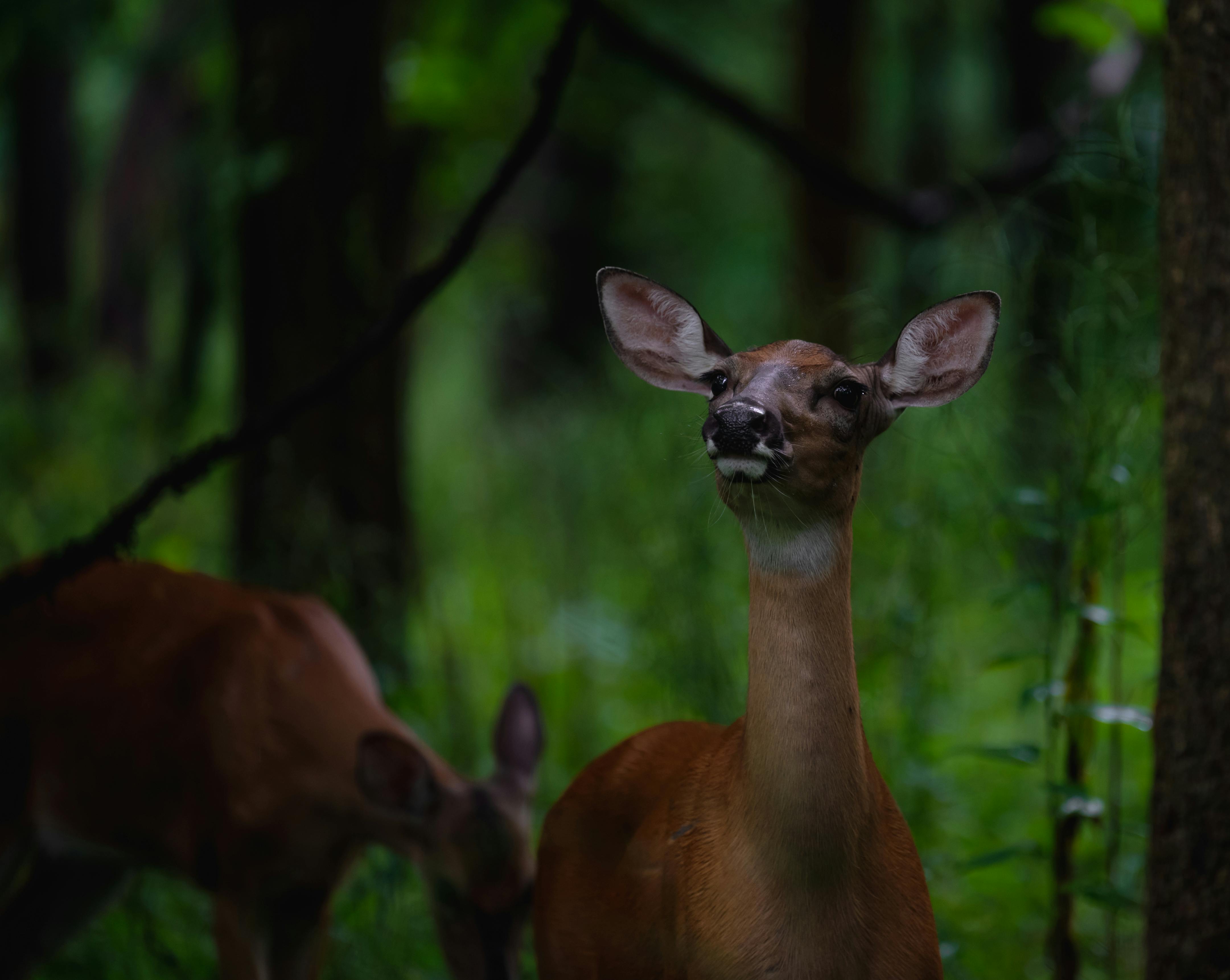 Virginia Deers Photos, Download The BEST Free Virginia Deers Stock