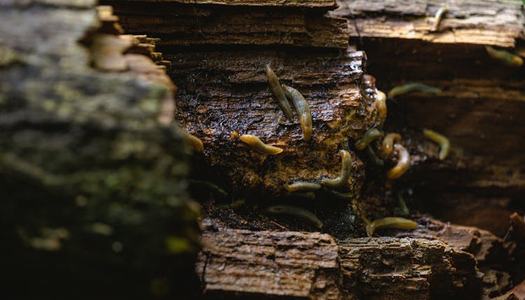 Slugs On Wood Logs