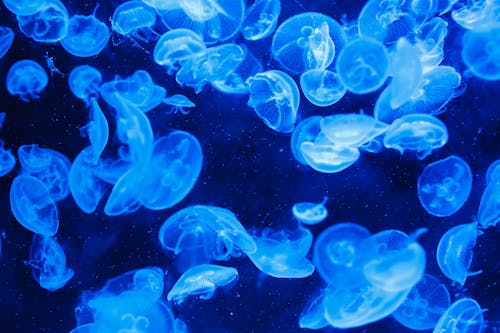 Imagine de stoc gratuită din acvariu, albastru, albastru tapet