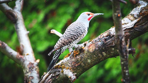 A Northern Flicker on a Branch