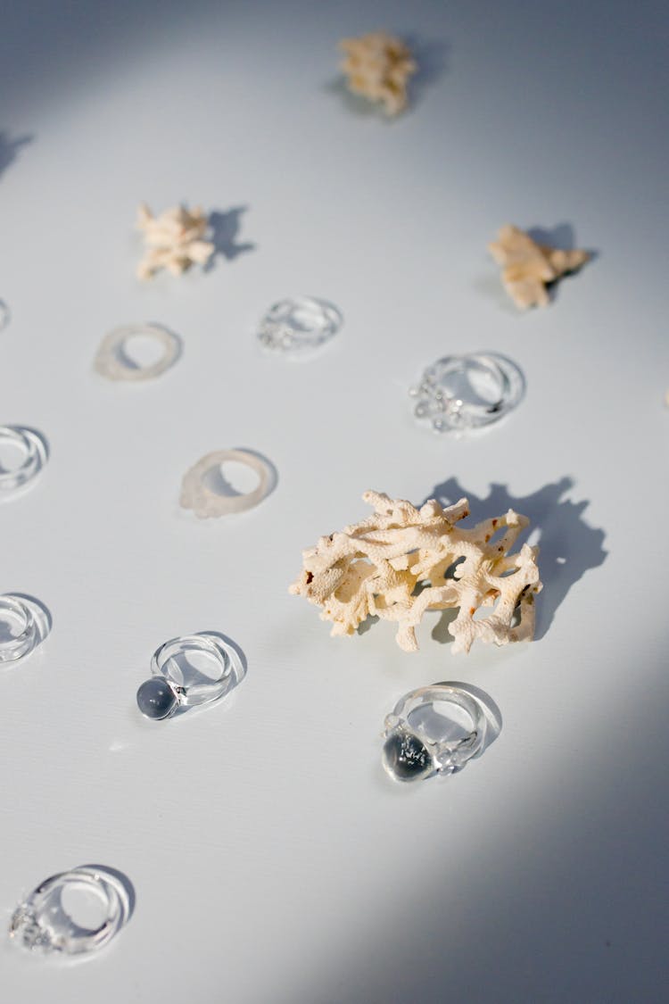 Dried Corals And Glass Rings On White Surface