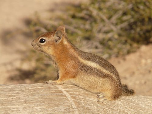 Brown and Black Small Squirrel