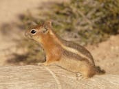 这张花栗鼠在圆木上的特写镜头，展现了它的自然栖息地和皮毛图案