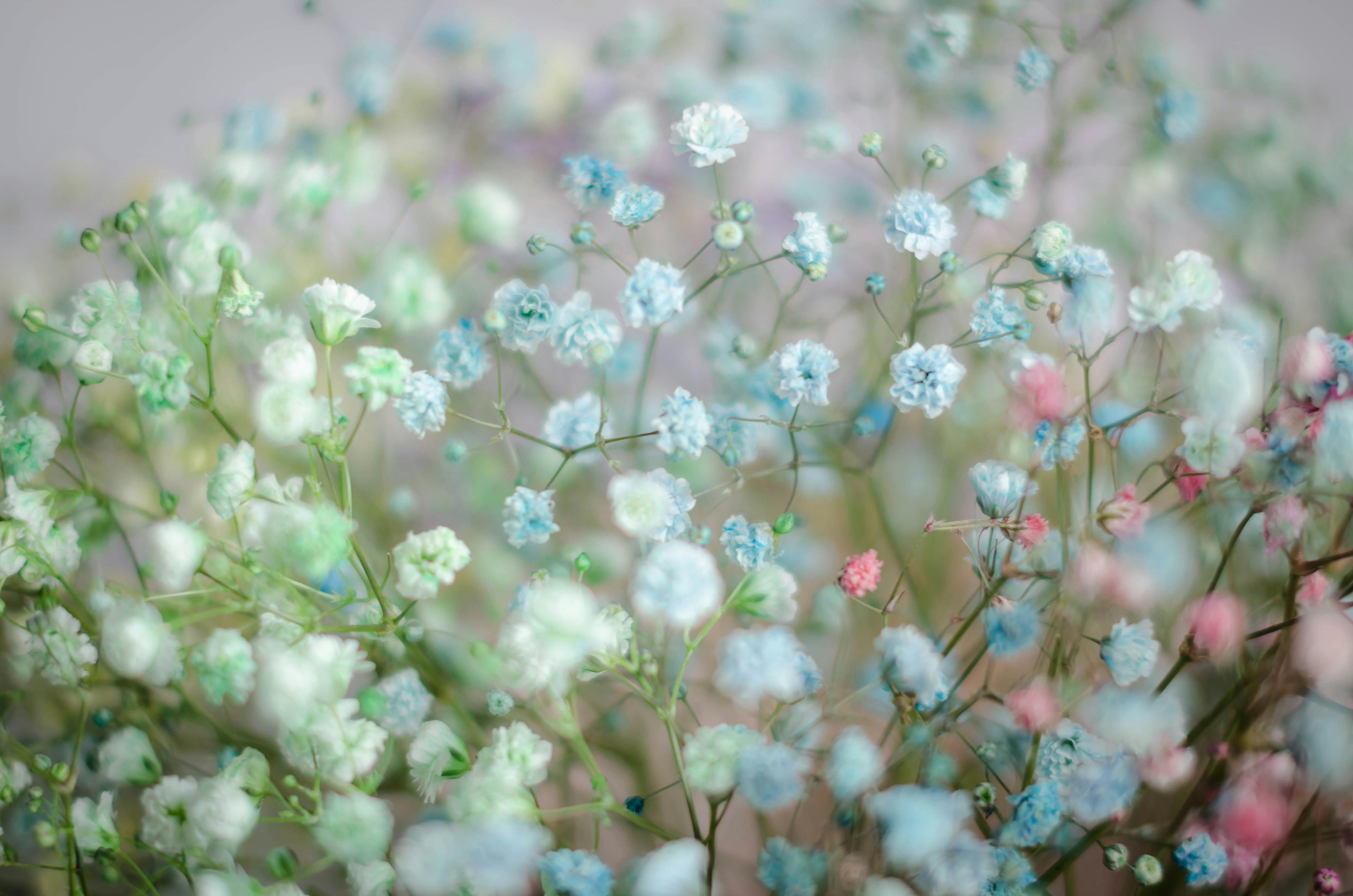 A Bunch of Colorful Angel's Breath Flowers · Free Stock Photo