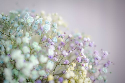 White and Purple Flowers