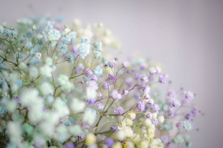 White And Purple Flowers