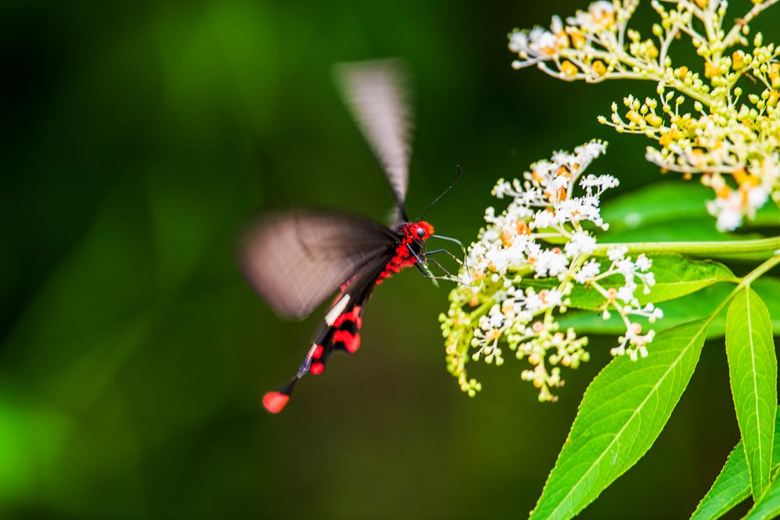 Close-Up Photo of Black And Red Butterfly Perched on Flower
