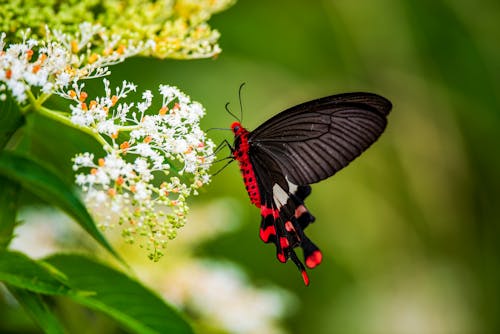 무료 곤충, 꽃, 꽃가루의 무료 스톡 사진