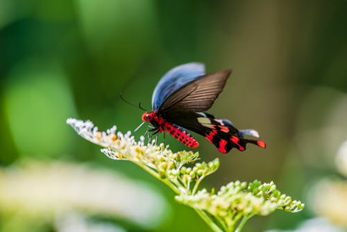 Free Close-Up Photo of Black And Red Butterfly Perched on Flower Stock Photo