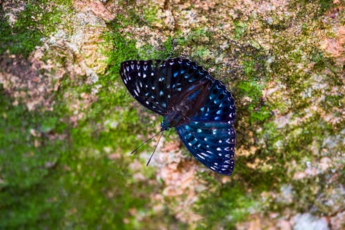 Close-Up Phot oof Blue Butterfly Perched on Mossy Rock
