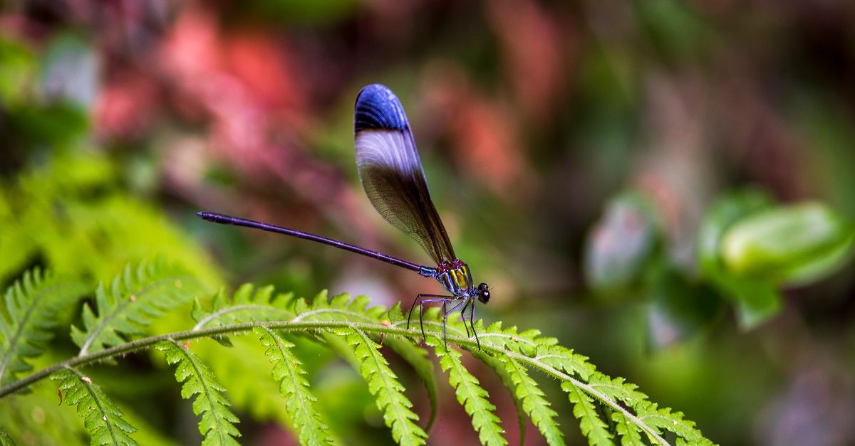 Unlocking Manipur's Biodiversity: Exploring the Richness of its Flora and Fauna