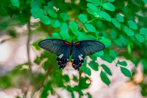 A Black Butterfly on Green Leaves