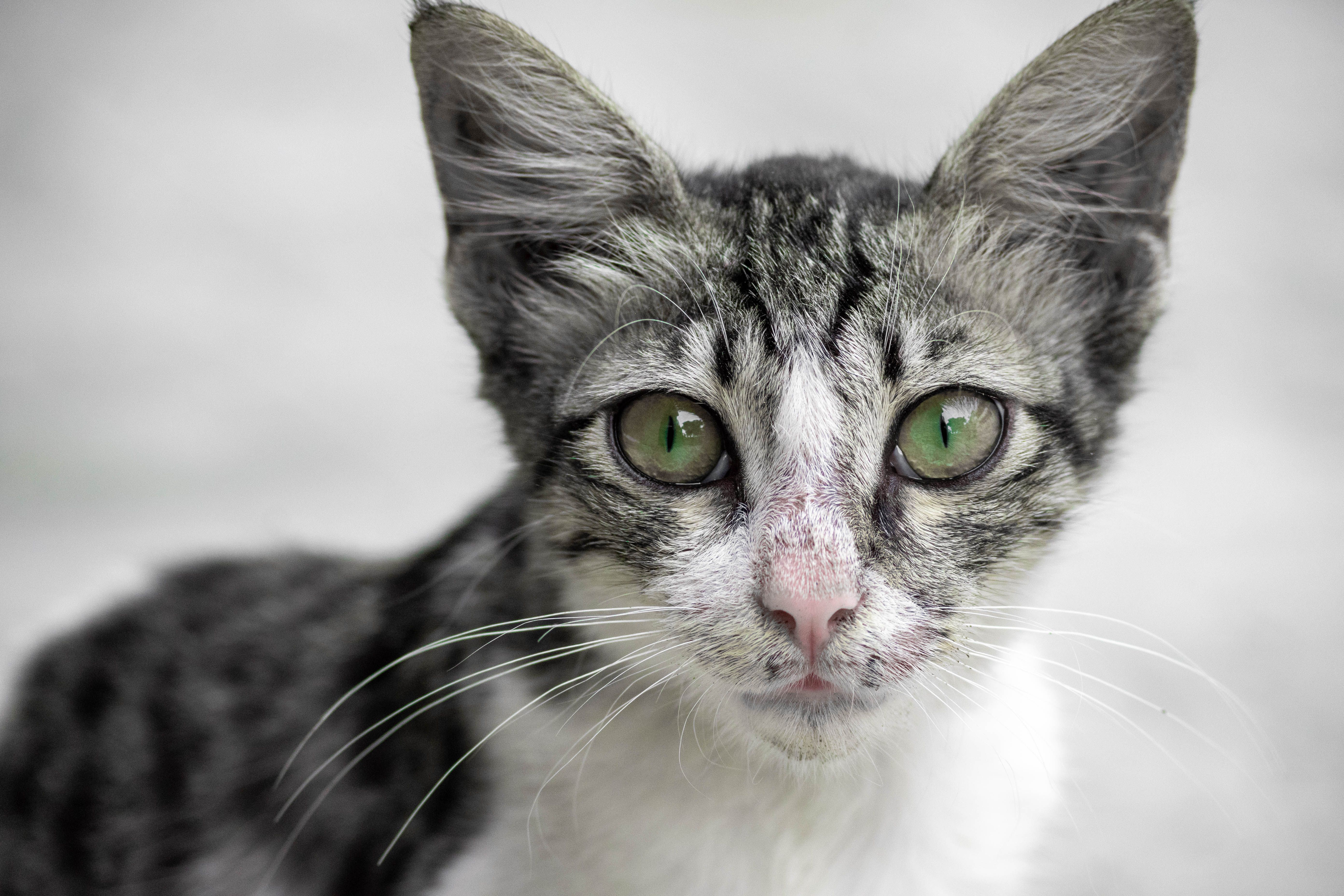 Adorable close-up portrait of a tabby cat with striking green eyes, showcasing its curious expression.