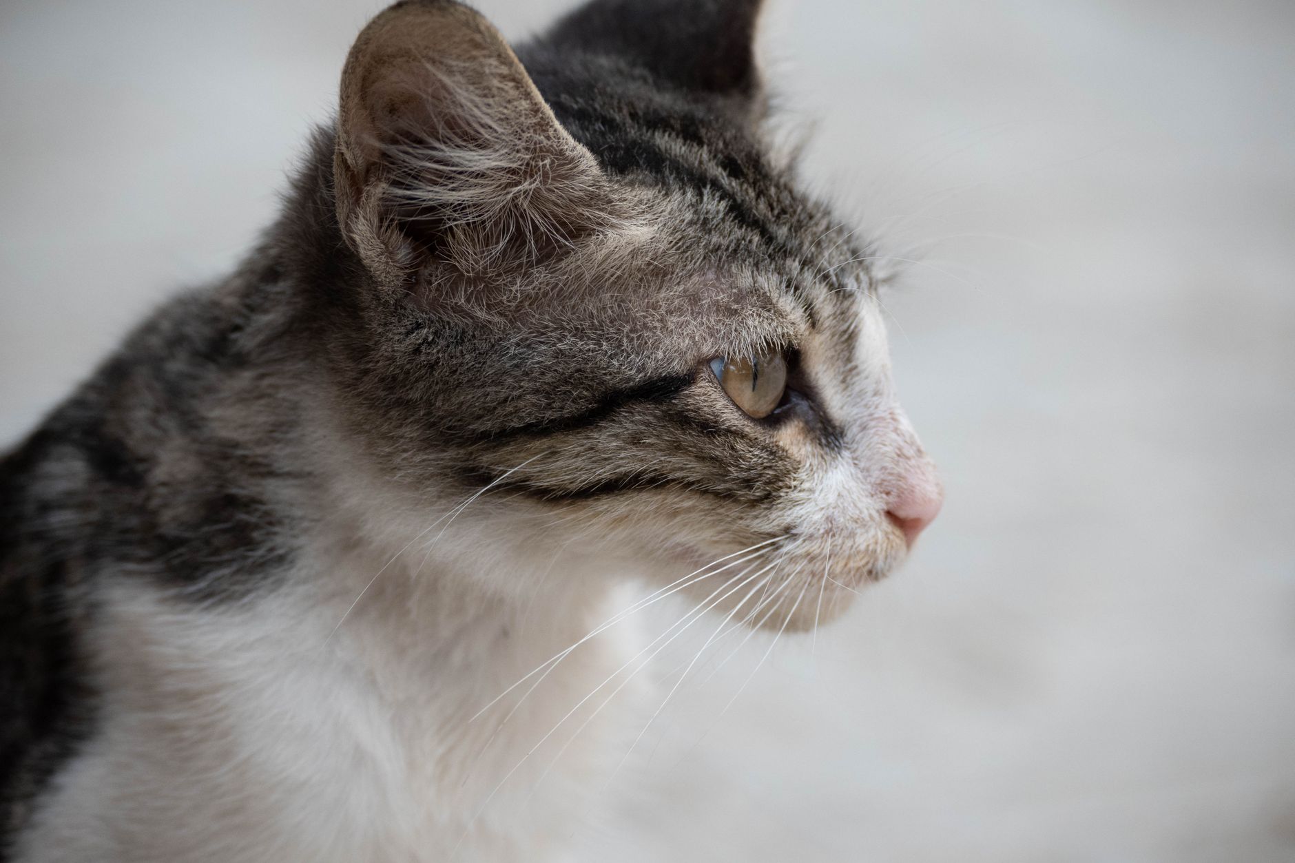 Veterinarian examining a cat during a checkup