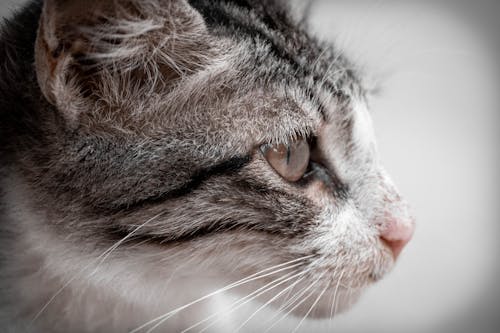 Free Close Up Shot of a Cat Stock Photo