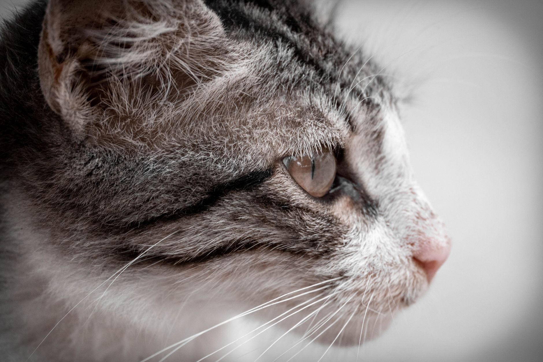 Veterinary care for a cat