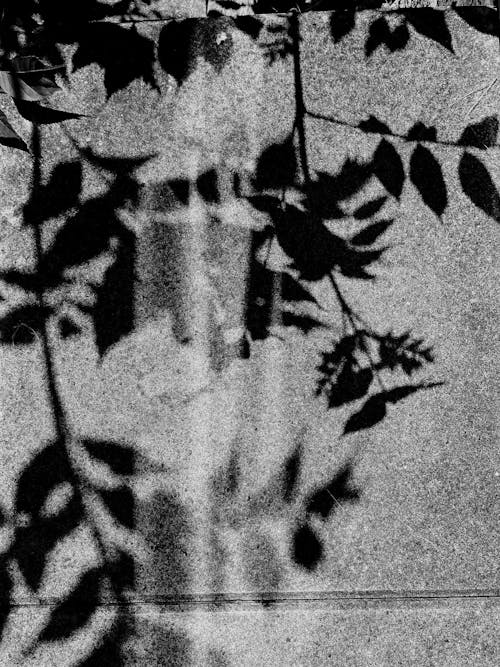 Monochrome Photo of Shadows of Leaves