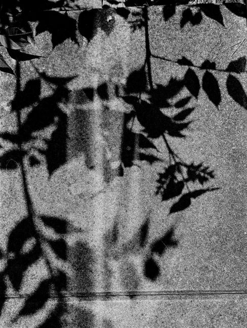 Black and white leaves casting intricate shadows on a textured concrete surface.