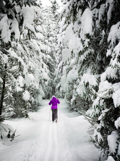 免费 在雪地里，有杆的森林里的女人 素材图片